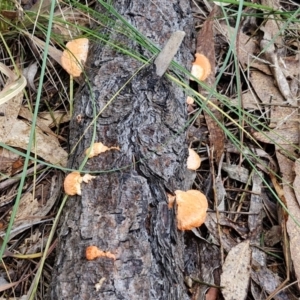 Trametes (old Pycnoporus sp.) at Goulburn Wetlands - 29 Jun 2024