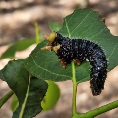 Perga sp. (genus) (Sawfly or Spitfire) at Goulburn Wetlands - 29 Jun 2024 by trevorpreston