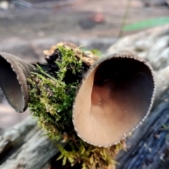 Plectania campylospora (Brown Forest Cup) at Bermagui State Forest - 28 Jun 2024 by Teresa