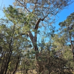 Eucalyptus melliodora (Yellow Box) at Jacka, ACT - 29 Jun 2024 by Jiggy