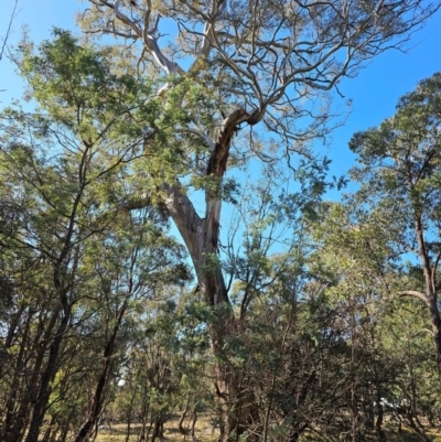 Eucalyptus melliodora (Yellow Box) at Jacka, ACT - 29 Jun 2024 by Jiggy