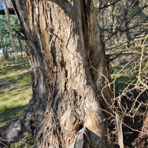 Eucalyptus melliodora at Jacka, ACT - 29 Jun 2024