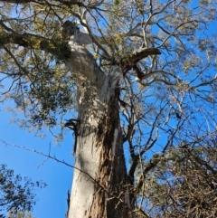 Eucalyptus melliodora at Jacka, ACT - 29 Jun 2024