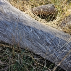 Eucalyptus melliodora at Jacka, ACT - 29 Jun 2024