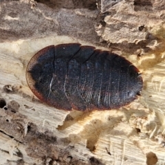 Laxta granicollis (Common bark or trilobite cockroach) at Goulburn Wetlands - 29 Jun 2024 by trevorpreston