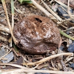 Bovista (A puffball) at Goulburn Wetlands - 29 Jun 2024 by trevorpreston