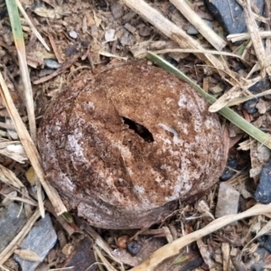 Bovista at Goulburn Wetlands - 29 Jun 2024