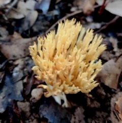 Ramaria sp. (A Coral fungus) at Bermagui State Forest - 28 Jun 2024 by Teresa