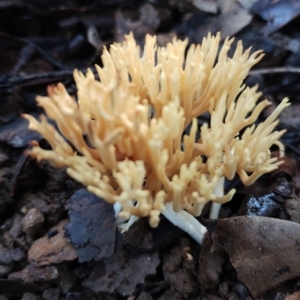 Ramaria sp. at Bermagui State Forest - 28 Jun 2024