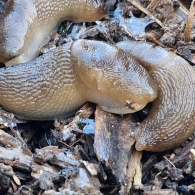 Ambigolimax nyctelia (Striped Field Slug) at Goulburn, NSW - 29 Jun 2024 by trevorpreston