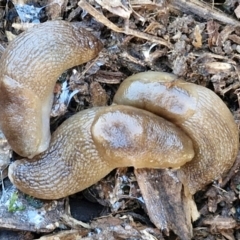 Ambigolimax sp. (valentius and waterstoni) at Goulburn Wetlands - 29 Jun 2024