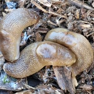 Ambigolimax sp. (valentius and waterstoni) at Goulburn Wetlands - 29 Jun 2024