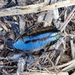 Platyzosteria melanaria (Common Eastern Litter Runner) at Goulburn Wetlands - 29 Jun 2024 by trevorpreston