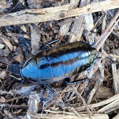 Platyzosteria melanaria (Common Eastern Litter Runner) at Goulburn Wetlands - 29 Jun 2024 by trevorpreston