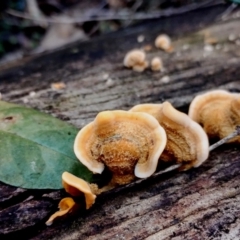 Stereum hirsutum (Hairy Curtain Crust) at Bermagui State Forest - 28 Jun 2024 by Teresa