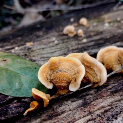 Stereum hirsutum (Hairy Curtain Crust) at BA124 - 28 Jun 2024 by Teresa