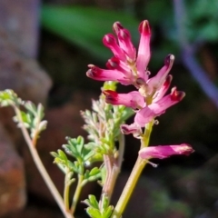 Fumaria muralis subsp. muralis (Wall Fumitory) at Goulburn Wetlands - 29 Jun 2024 by trevorpreston