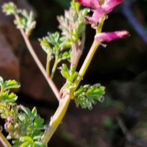 Fumaria muralis subsp. muralis at Goulburn Wetlands - 29 Jun 2024