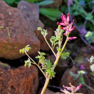 Fumaria muralis subsp. muralis at Goulburn Wetlands - 29 Jun 2024