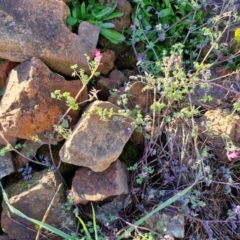 Fumaria muralis subsp. muralis at Goulburn Wetlands - 29 Jun 2024