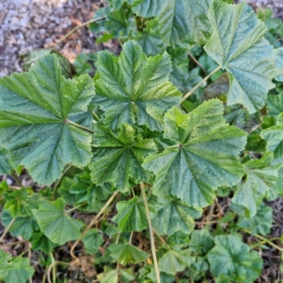 Malva neglecta (Dwarf Mallow) at Goulburn Mulwaree Council - 29 Jun 2024 by trevorpreston