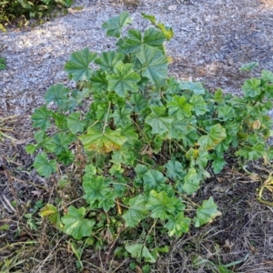 Malva neglecta at Goulburn Wetlands - 29 Jun 2024