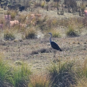 Ardea pacifica at Taylor, ACT - 25 Jun 2024