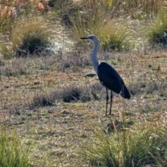 Ardea pacifica at Taylor, ACT - 25 Jun 2024