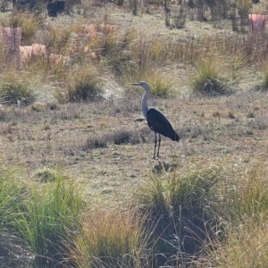 Ardea pacifica at Taylor, ACT - 25 Jun 2024 12:50 PM