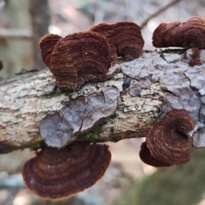 Stereum illudens (Purplish Stereum) at Bermagui State Forest - 28 Jun 2024 by Teresa