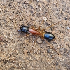 Camponotus consobrinus (Banded sugar ant) at Rocky Hill War Memorial Park and Bush Reserve, Goulburn - 28 Jun 2024 by trevorpreston