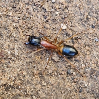 Camponotus consobrinus (Banded sugar ant) at Rocky Hill War Memorial Park and Bush Reserve, Goulburn - 28 Jun 2024 by trevorpreston