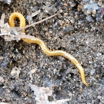 Geophilomorpha sp. (order) (Earth or soil centipede) at Rocky Hill War Memorial Park and Bush Reserve, Goulburn - 28 Jun 2024 by trevorpreston