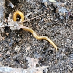 Geophilomorpha sp. (order) at Rocky Hill War Memorial Park and Bush Reserve, Goulburn - 29 Jun 2024 09:41 AM