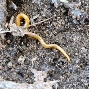 Geophilomorpha sp. (order) at Rocky Hill War Memorial Park and Bush Reserve, Goulburn - 29 Jun 2024