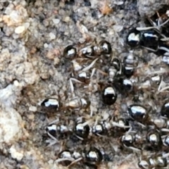 Formicidae (family) (Unidentified ant) at Rocky Hill War Memorial Park and Bush Reserve, Goulburn - 28 Jun 2024 by trevorpreston