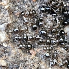 Formicidae (family) at Rocky Hill War Memorial Park and Bush Reserve, Goulburn - 29 Jun 2024