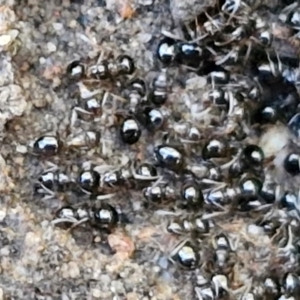 Formicidae (family) at Rocky Hill War Memorial Park and Bush Reserve, Goulburn - 29 Jun 2024