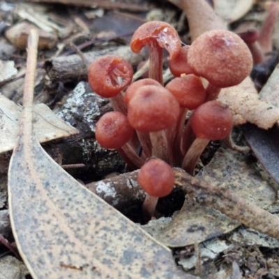 Laccaria sp. (Laccaria) at Rocky Hill War Memorial Park and Bush Reserve, Goulburn - 29 Jun 2024 by trevorpreston