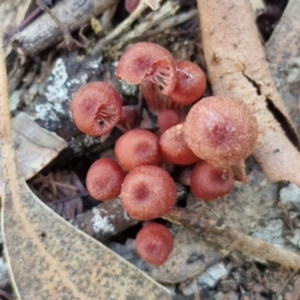 Laccaria sp. at Rocky Hill War Memorial Park and Bush Reserve, Goulburn - 29 Jun 2024