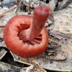 Laccaria sp. at Rocky Hill War Memorial Park and Bush Reserve, Goulburn - 29 Jun 2024