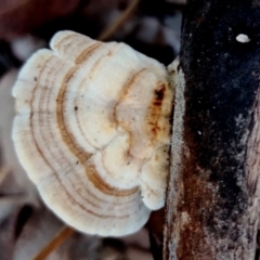 Trametes sp. at Bermagui State Forest - 28 Jun 2024 by Teresa