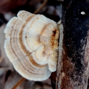 Trametes sp. at Bermagui State Forest - 28 Jun 2024 02:24 PM