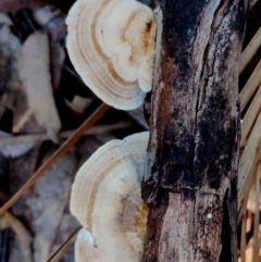 Trametes sp. at Bermagui State Forest - 28 Jun 2024 02:24 PM