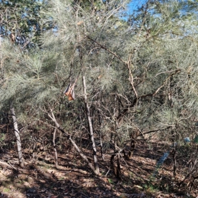 Jacksonia scoparia (Dogwood) at Rocky Hill War Memorial Park and Bush Reserve, Goulburn - 28 Jun 2024 by trevorpreston