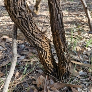 Jacksonia scoparia at Rocky Hill War Memorial Park and Bush Reserve, Goulburn - 29 Jun 2024