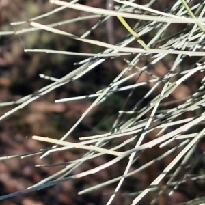 Jacksonia scoparia at Rocky Hill War Memorial Park and Bush Reserve, Goulburn - 29 Jun 2024