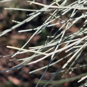 Jacksonia scoparia at Rocky Hill War Memorial Park and Bush Reserve, Goulburn - 29 Jun 2024