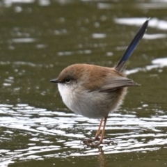 Malurus cyaneus (Superb Fairywren) at Tidbinbilla Nature Reserve - 24 Jun 2024 by davidcunninghamwildlife