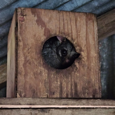 Trichosurus vulpecula (Common Brushtail Possum) at QPRC LGA - 29 Jun 2024 by MatthewFrawley